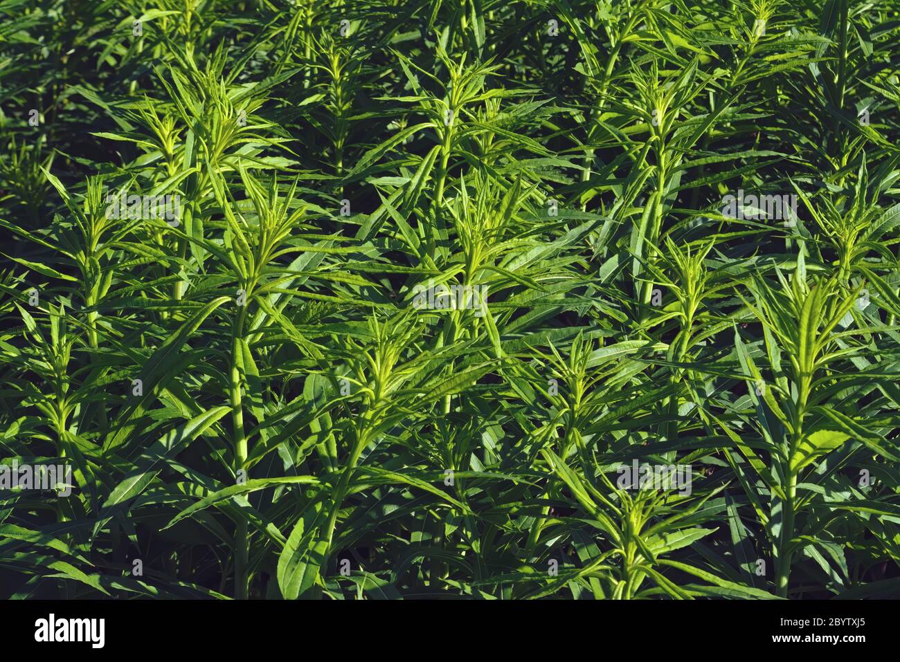 Leaves of fireweed closeup. Plant materials for the production of Ivan tea. Stock Photo