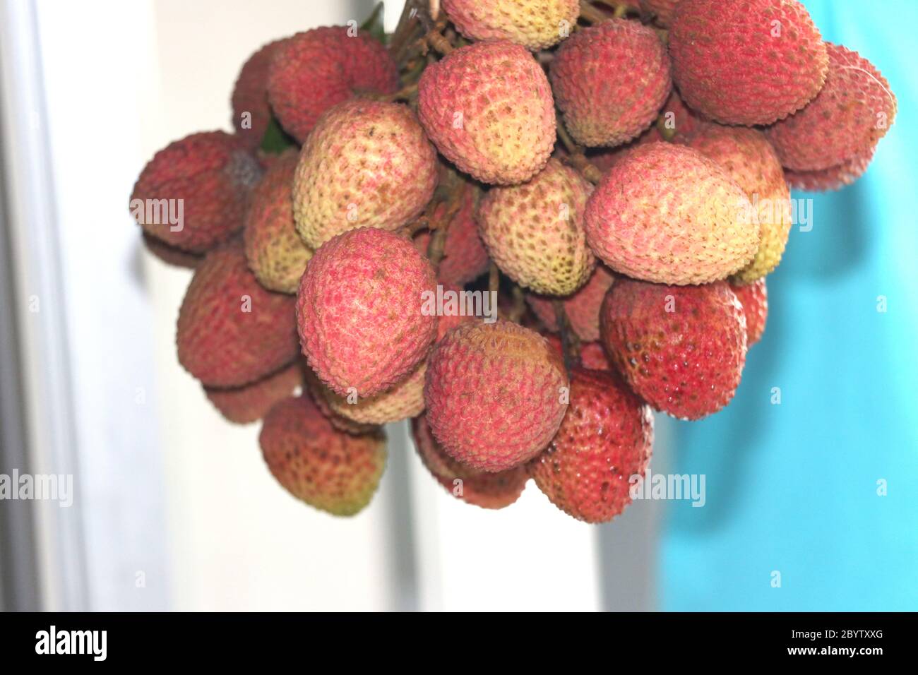 Fresh red litchi, lichee, lychee, or litchi is in hanging condition isolated on colorful background, close up photography Stock Photo