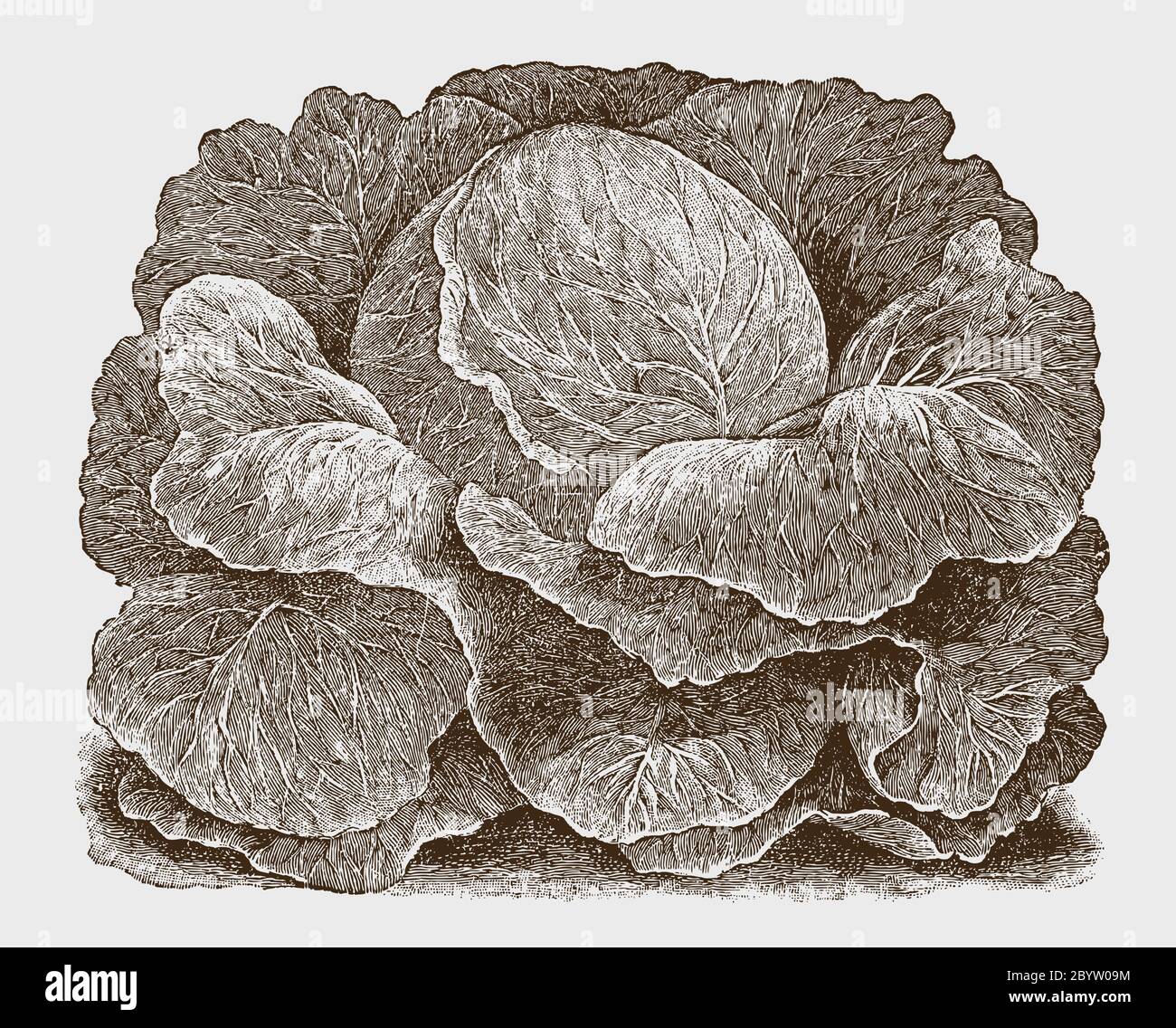 Early round head cabbage cultivar, after a historical engraving from the early 20th century Stock Vector