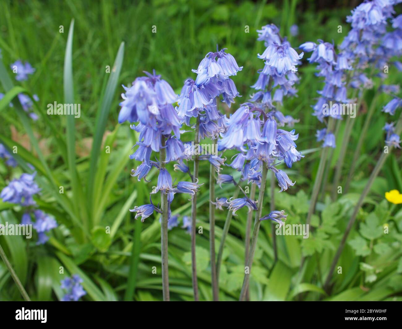 Mertensia virginica flower Stock Photo - Alamy