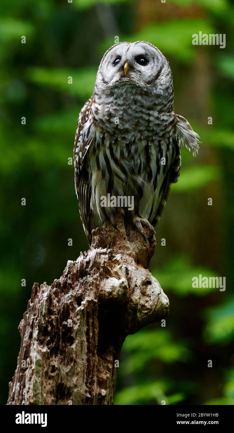 Barred owl, Comox Valley, Vancouver Island, B.C Canada Stock Photo