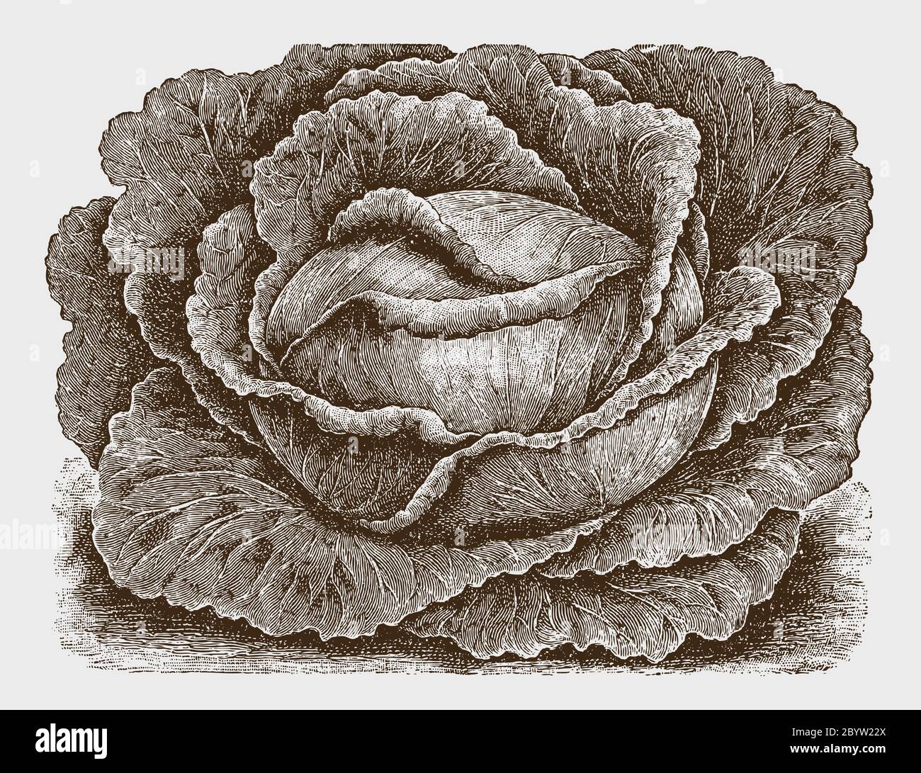 Large flat head cabbage cultivar, after a historical engraving from the early 20th century Stock Vector