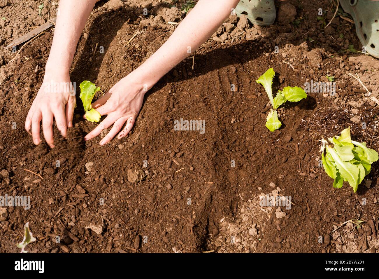 Urban community garden hands hi-res stock photography and images - Alamy