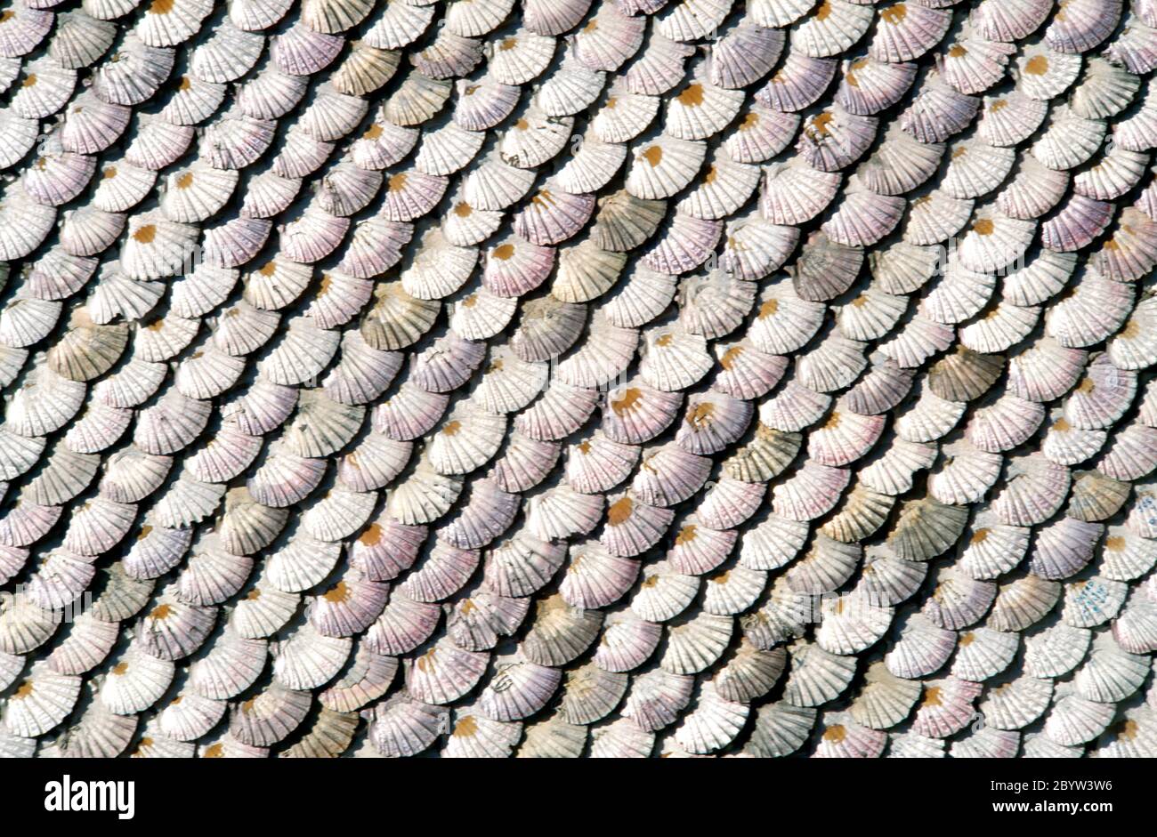 Scallop Shells Background Isla Arousa Galicia Spain Stock Photo