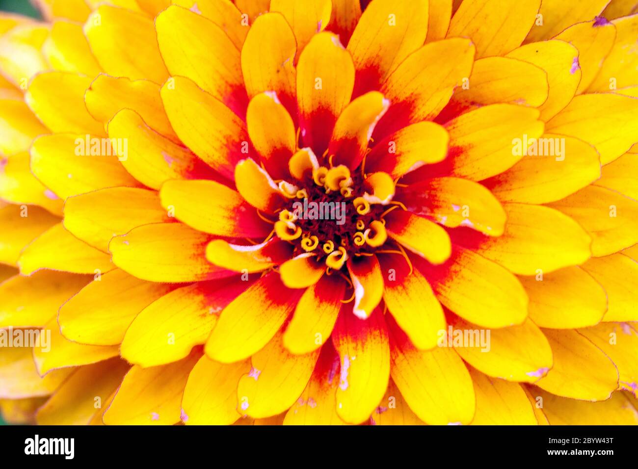 Orange Zinnia 'Swizzle Yellow' close up flower red yellow petals in center Stock Photo