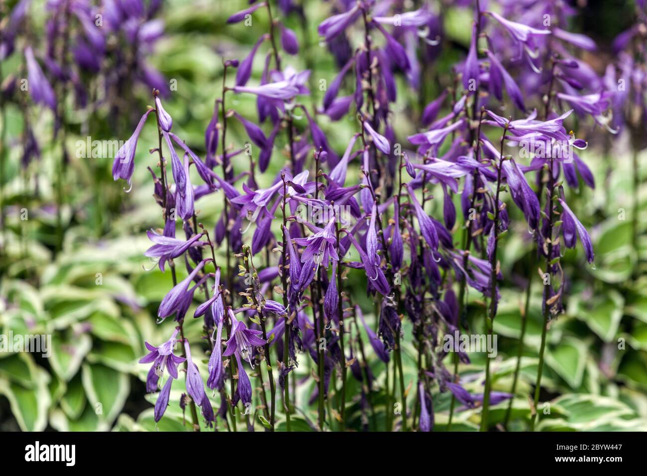 Hosta Little Wonder Hostas Stock Photo