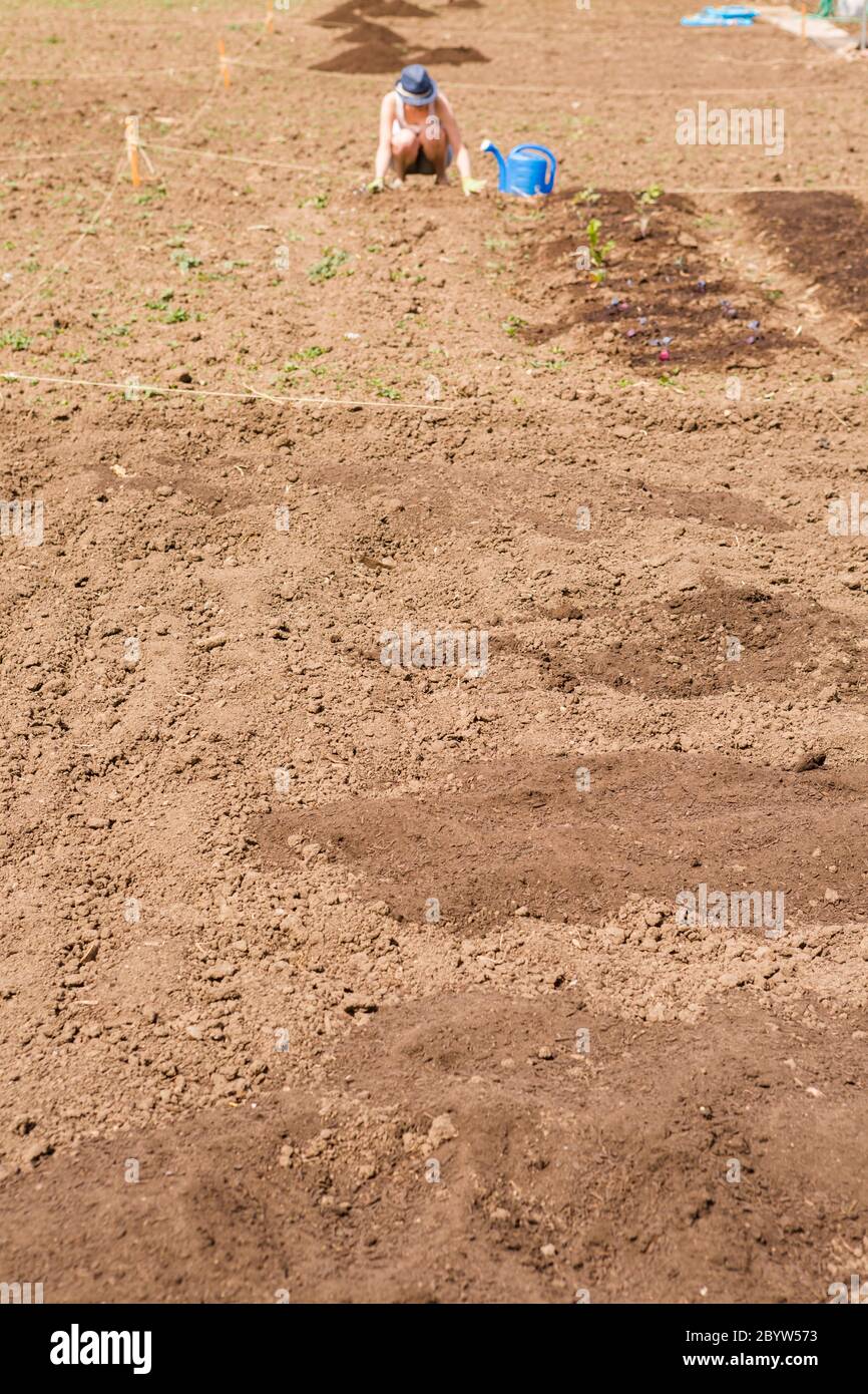 Community garden backyard hi-res stock photography and images - Alamy