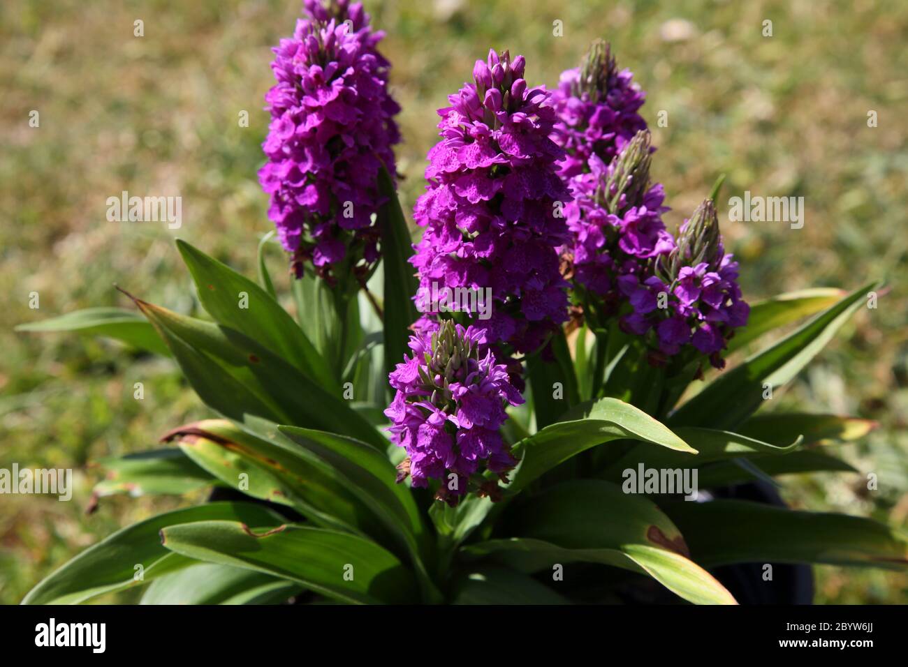 Marsh Orchid (Dactylorhiza) Native plant in May Stock Photo - Alamy