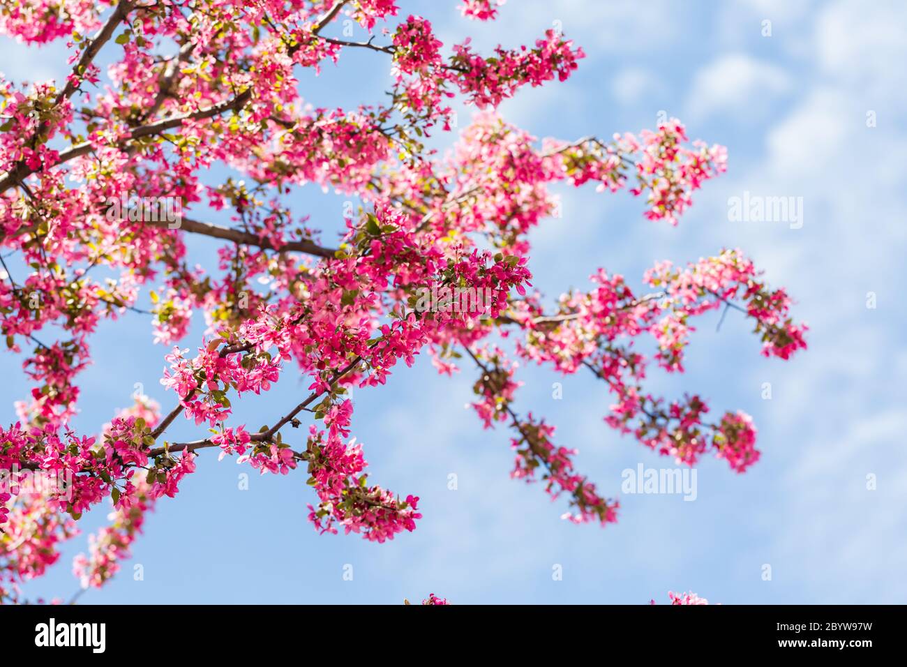 Cherry tree seedling hires stock photography and images Alamy