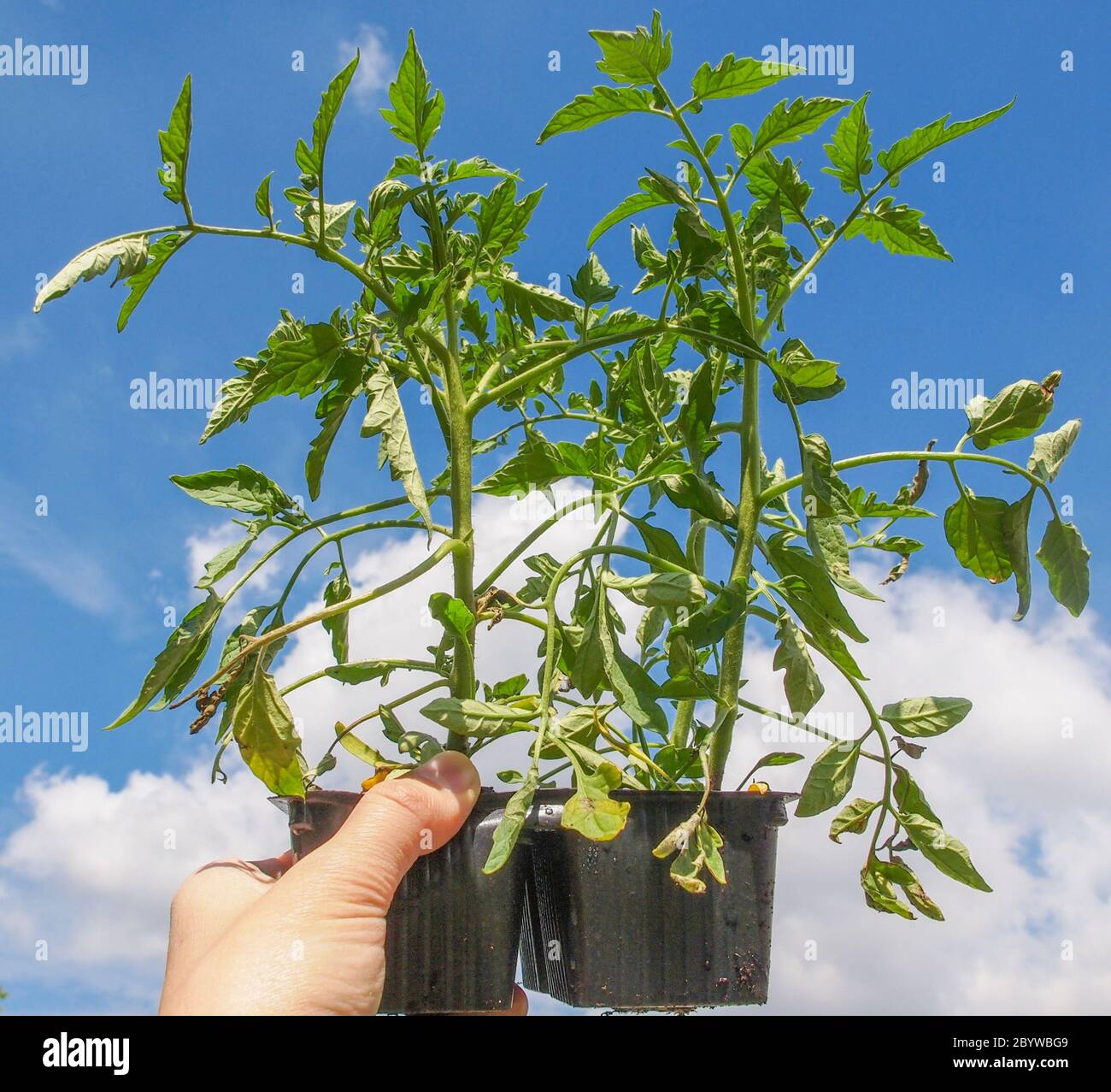 Plug tomato plant Stock Photo