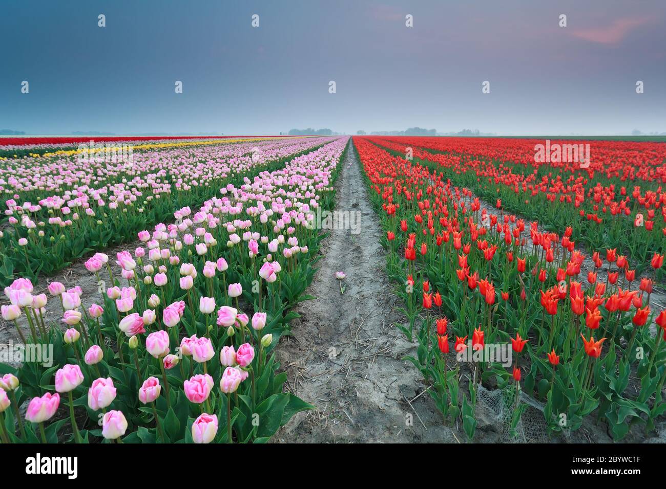 colorful tulip field at sunset Stock Photo - Alamy