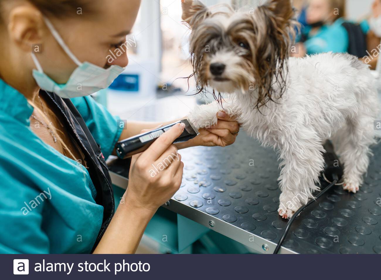 small clippers for dog feet