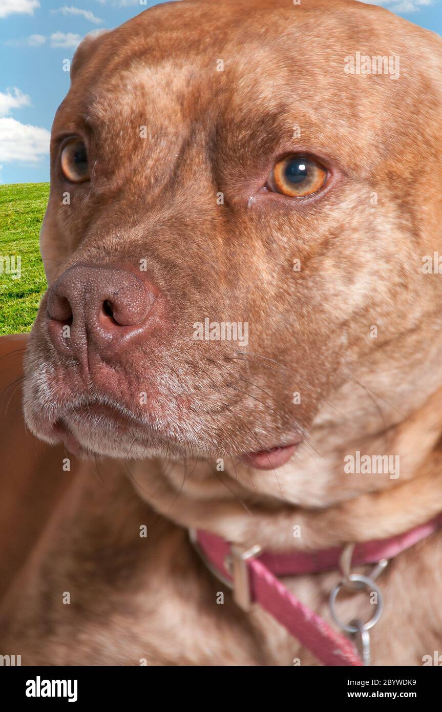 Pit mix hi-res stock photography and images - Alamy