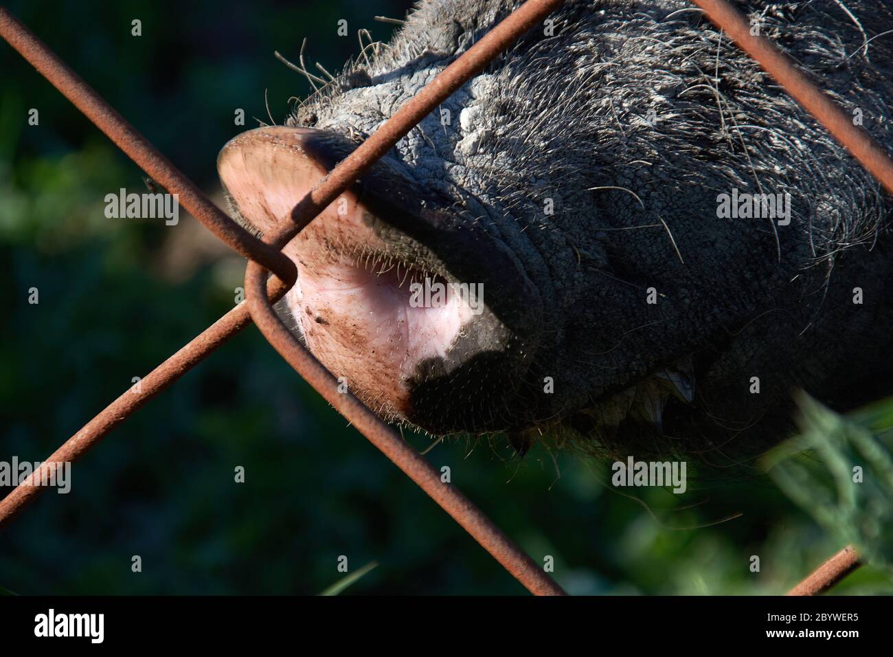 Boar in cage hires stock photography and images Alamy
