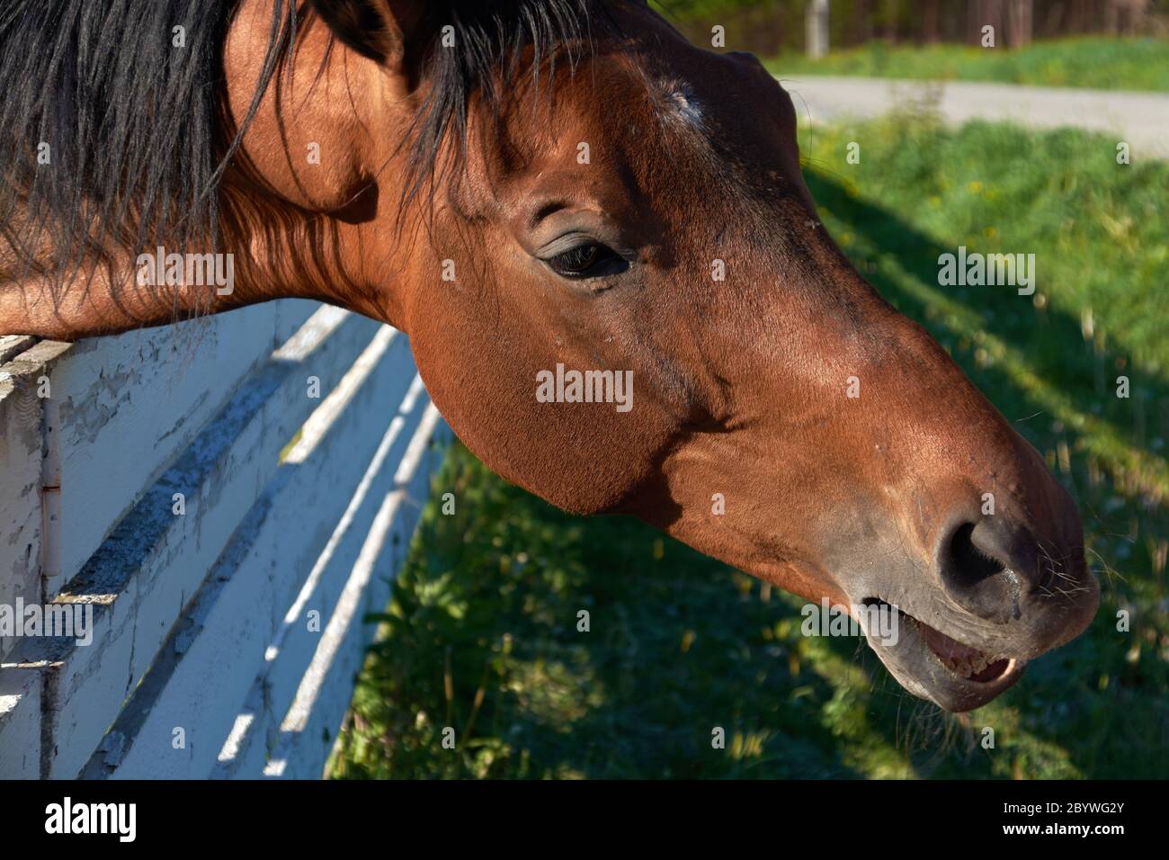snout of a wild brown horse close-up. Stock Photo