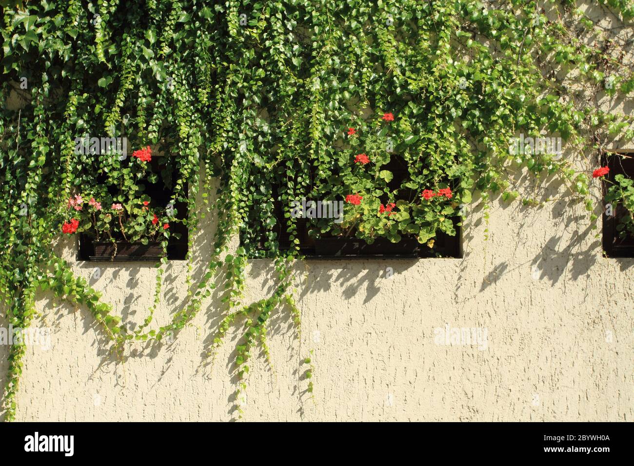 Wild plant growing down on a building wall Stock Photo Alamy