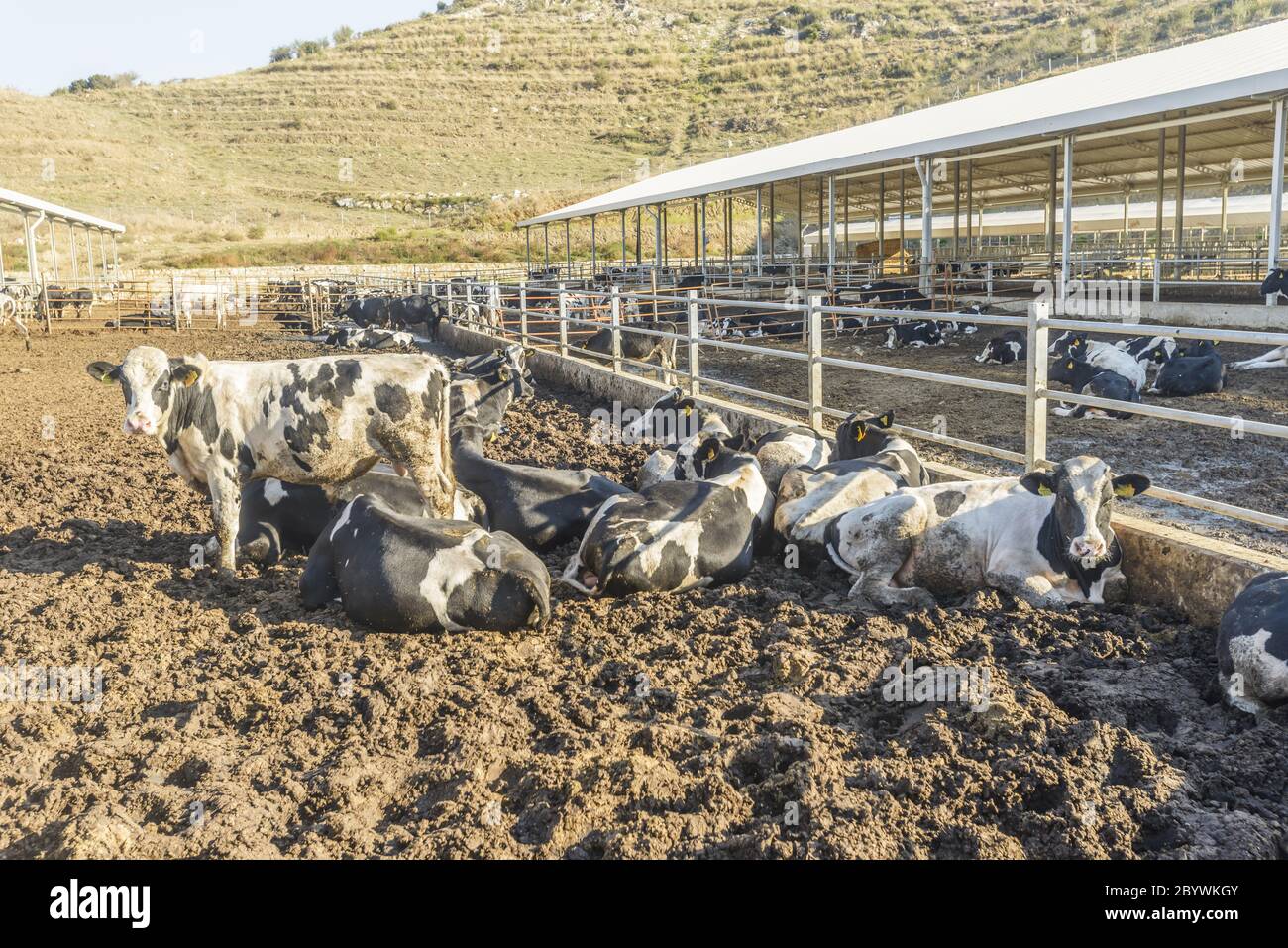 Rearing Cow High Resolution Stock Photography and Images - Alamy