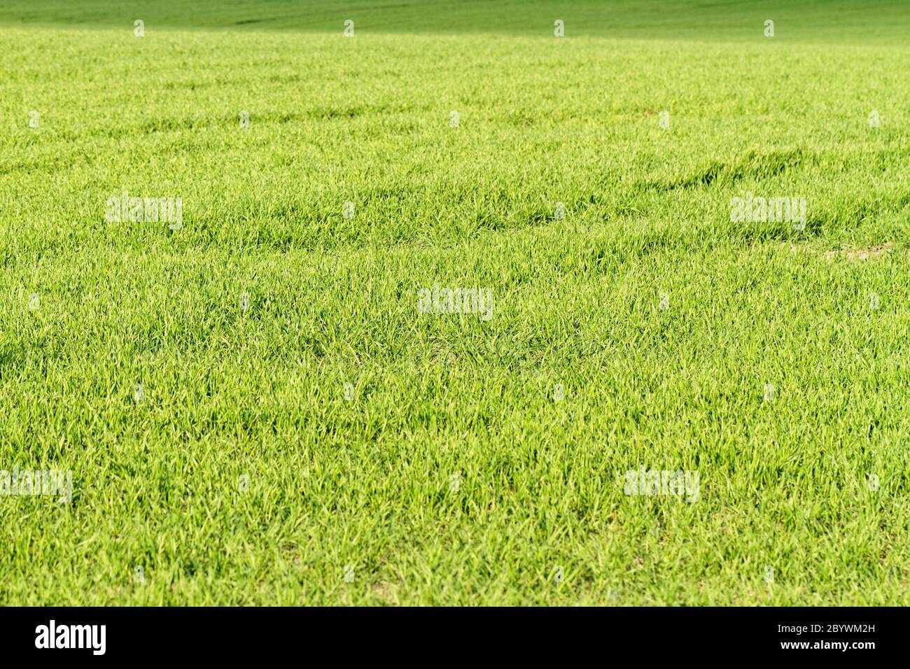 Close up photo of plant hi-res stock photography and images - Alamy