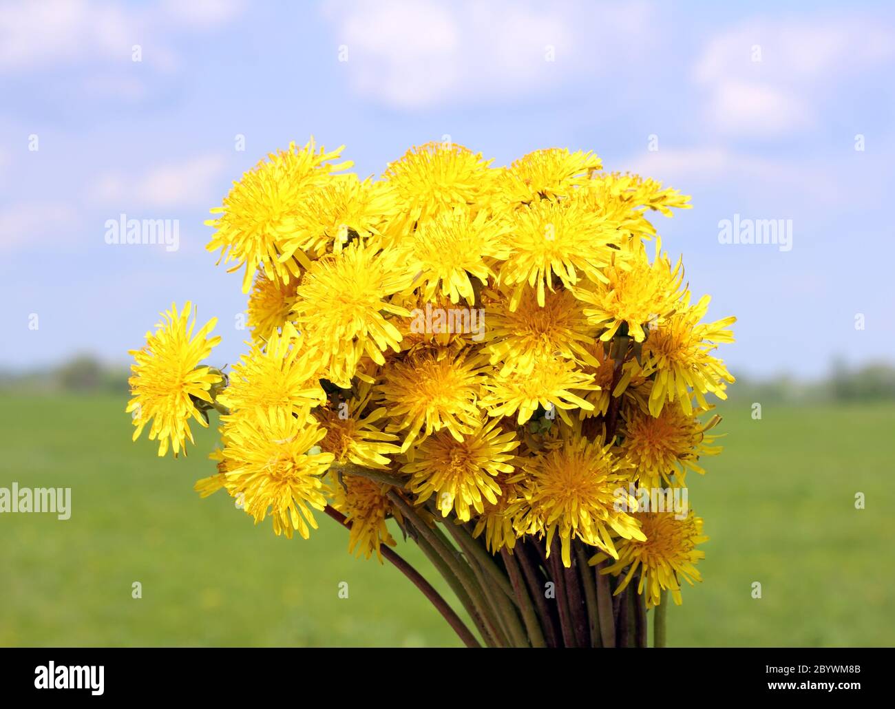 Bouquet wild dandelion flowers hi-res stock photography and images - Alamy