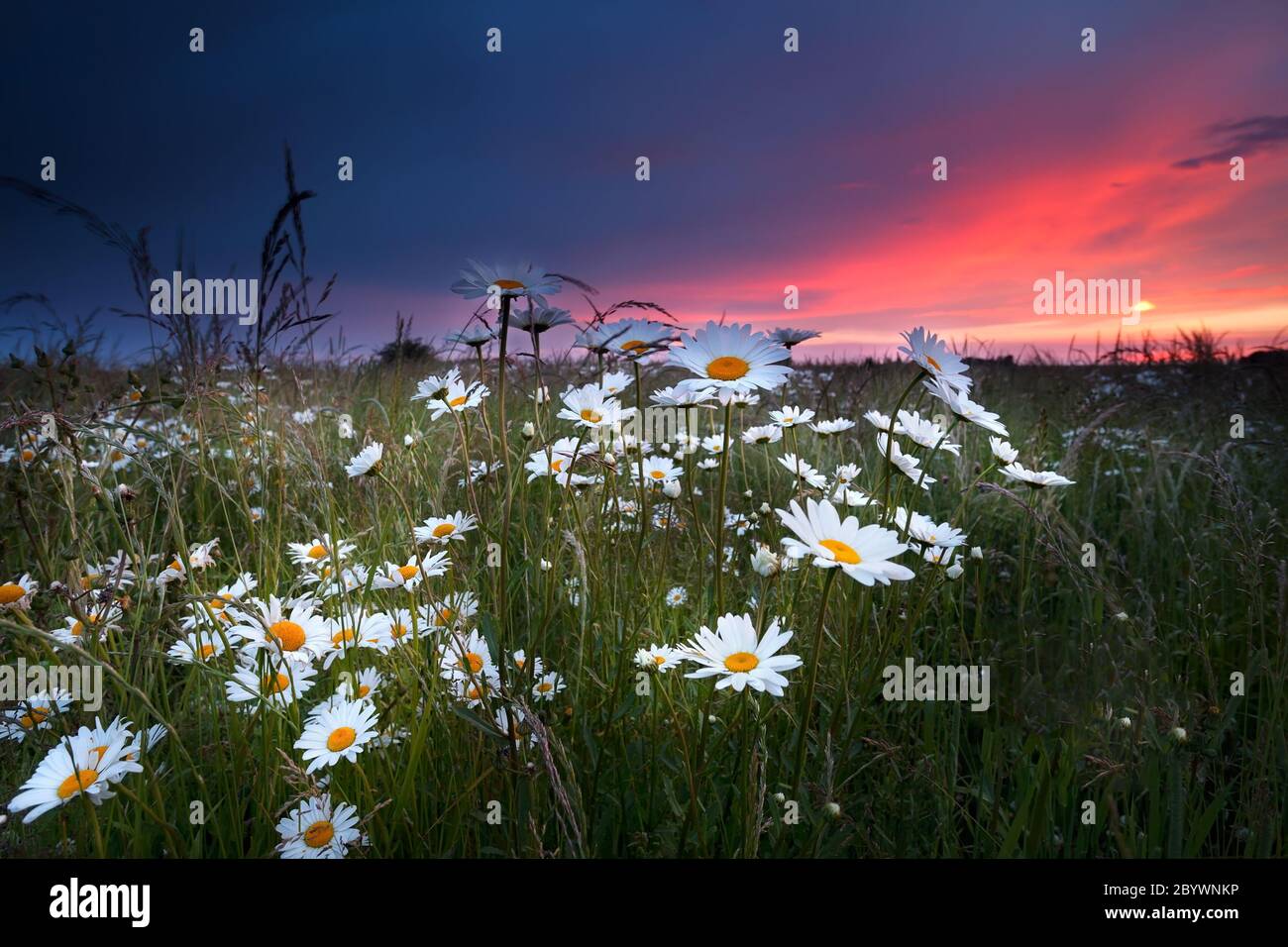 Field of chamomile hi-res stock photography and images - Alamy