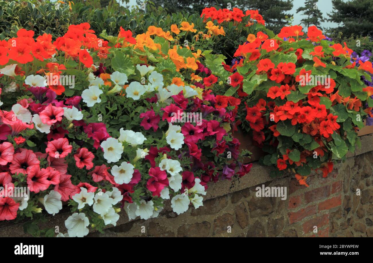 Bedding plants garden hi-res stock photography and images - Alamy