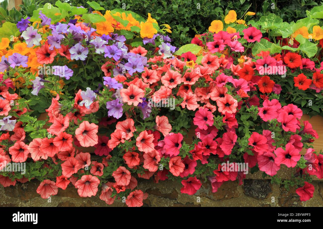Petunias, overhanging, garden wall, bedding plants, mixed colours Stock