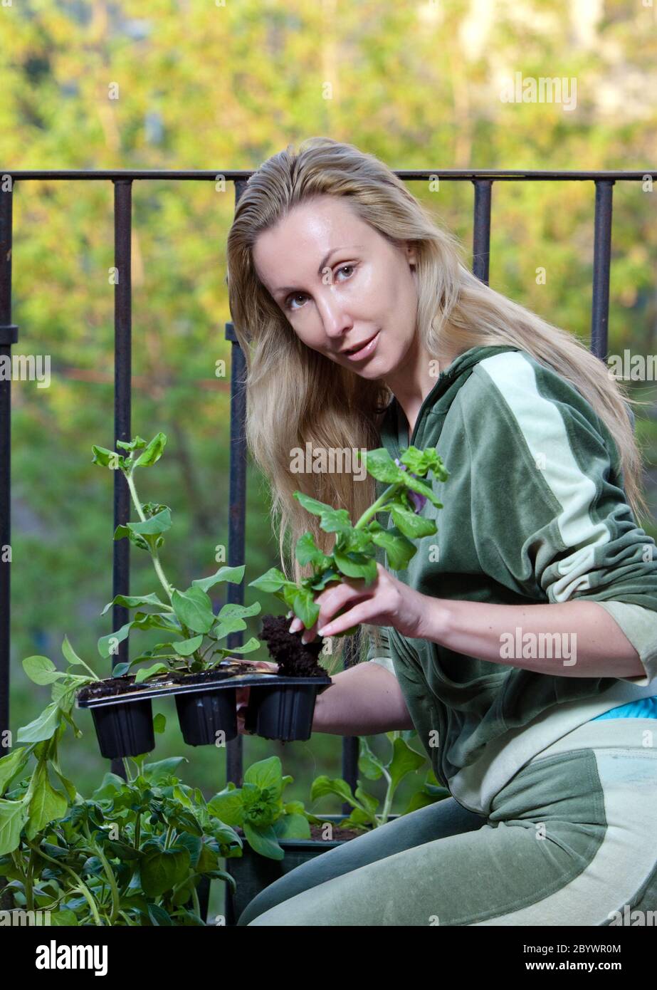 young woman and box with petunia flowers seedling Stock Photo