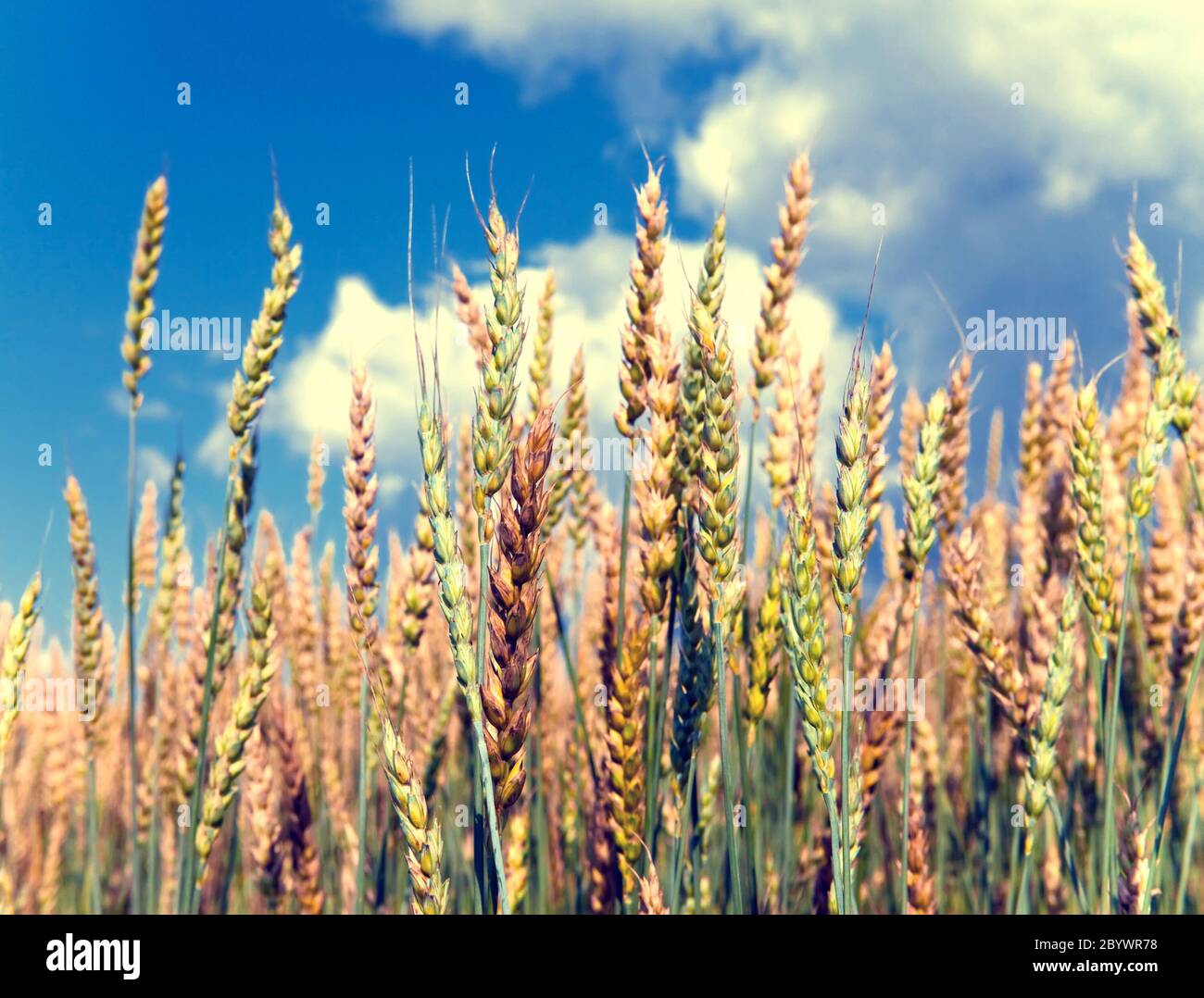 Ears of wheat on sky background, Stock Photo