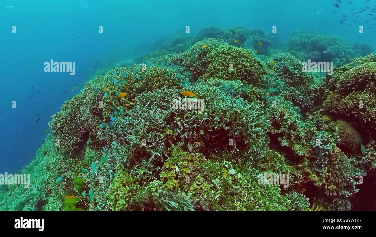 Coral reef and tropical fishes. The underwater world of the Philippines ...