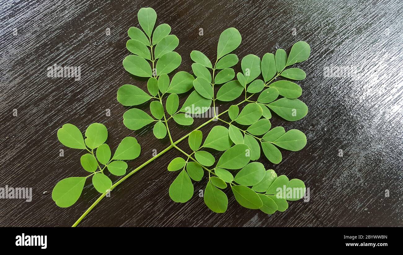 Moringa oleifera is a plant that is often called the drumstick tree, the miracle tree, the ben