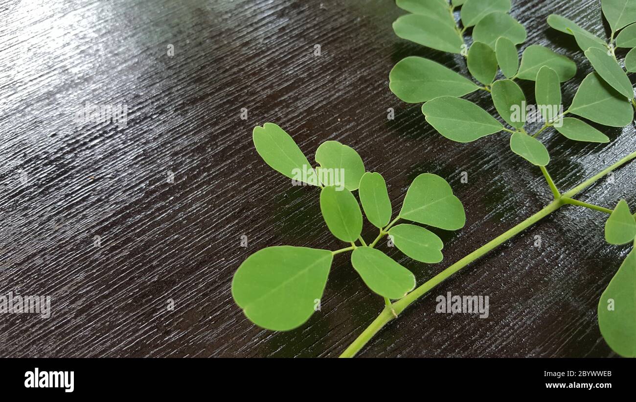Moringa oleifera is a plant that is often called the drumstick tree, the miracle tree, the ben