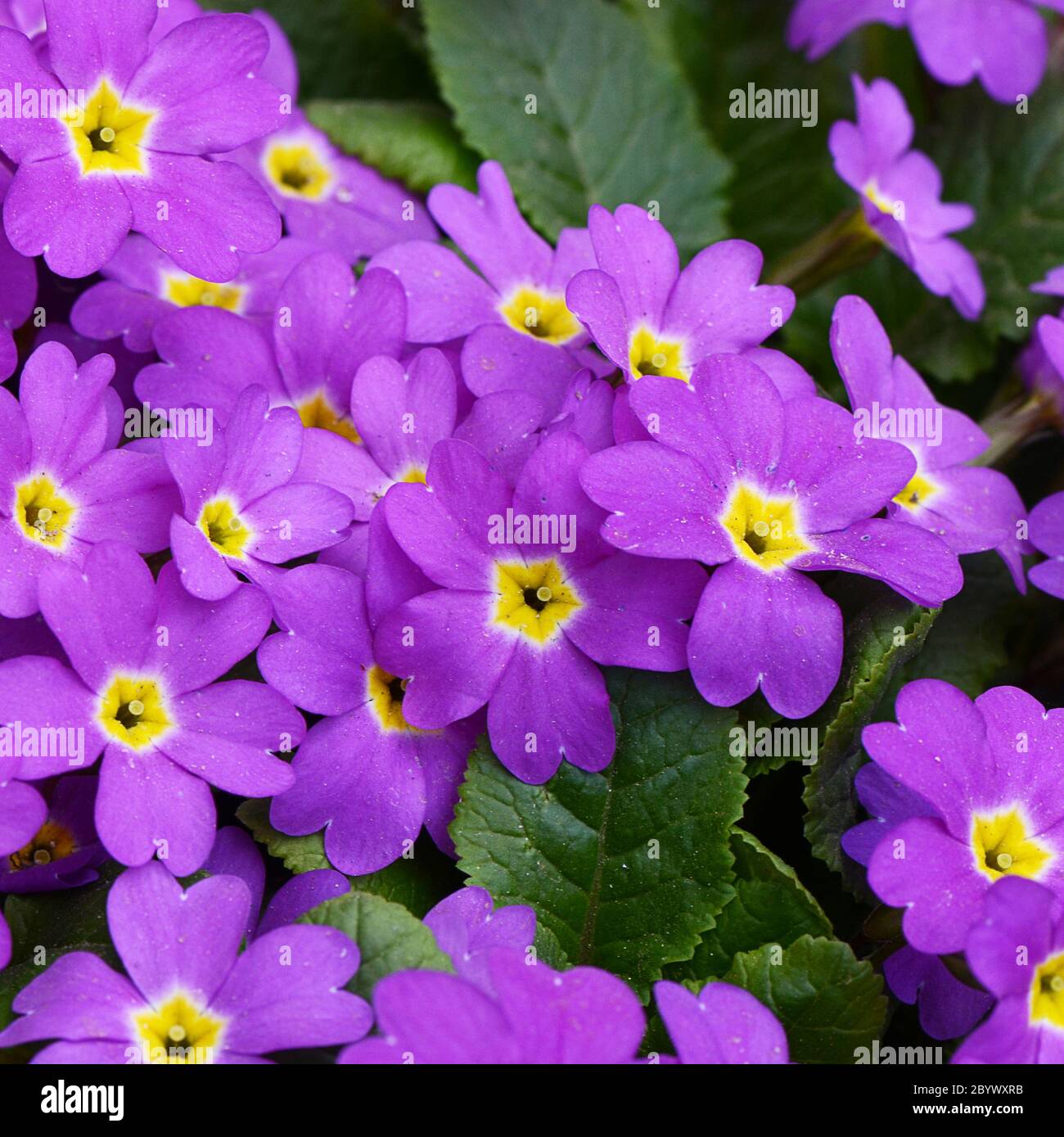 Flower lilac primrose a background Stock Photo