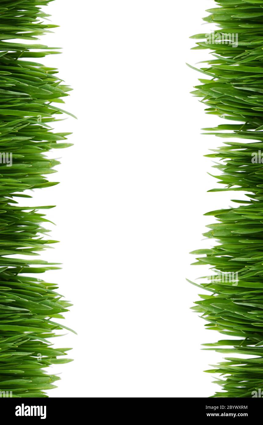 Green grass isolated on white background Stock Photo - Alamy