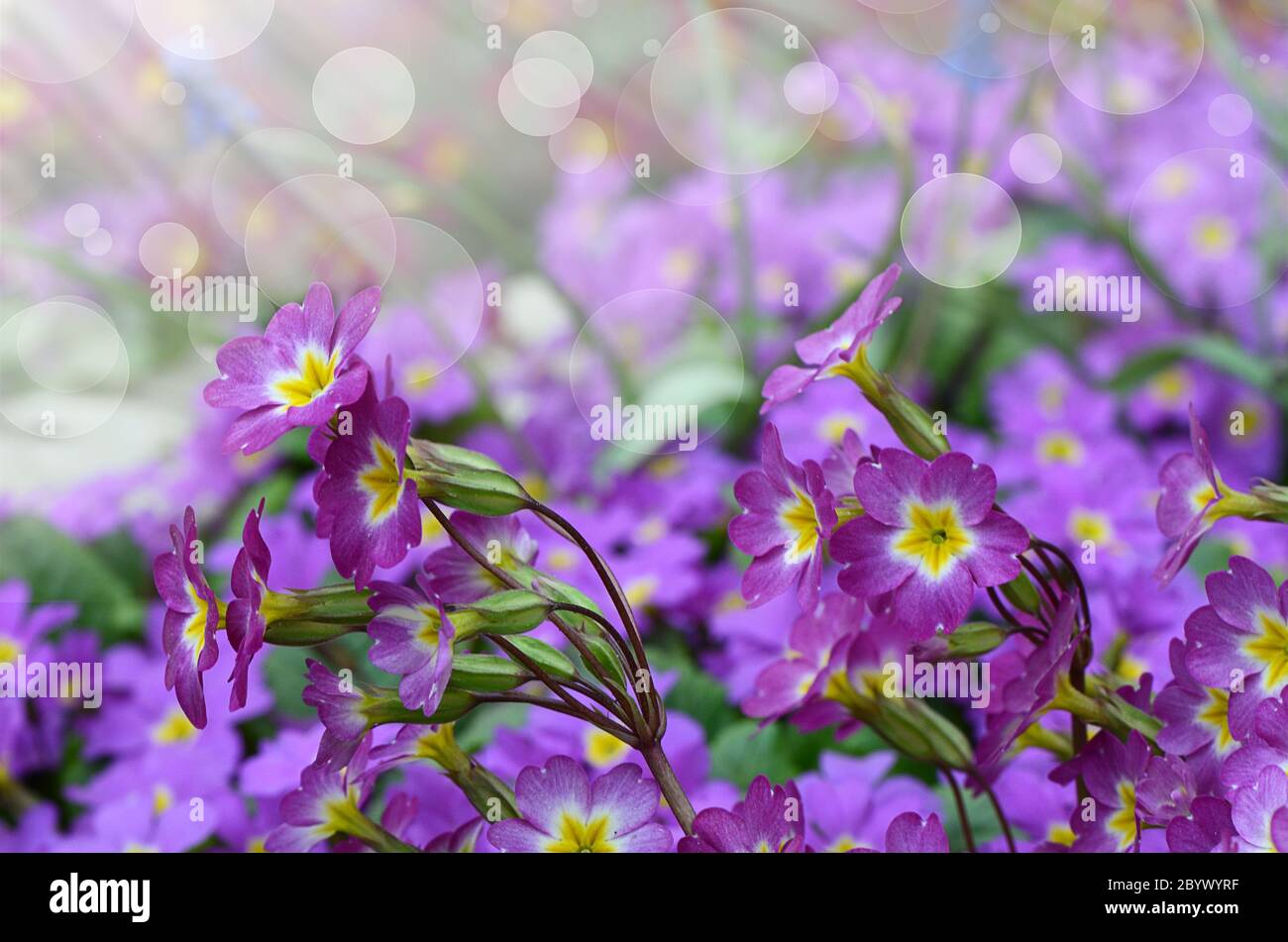 Flower lilac primrose a background Stock Photo