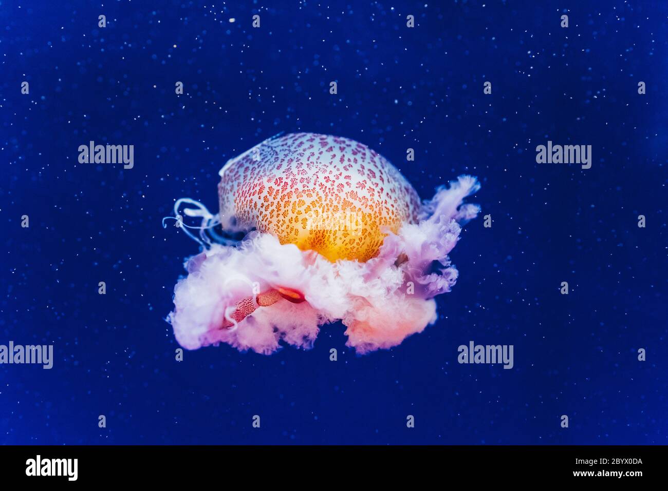 Marine creatures, Medusozoa, jellyfish with jelly-like body and bell shape. Stock Photo