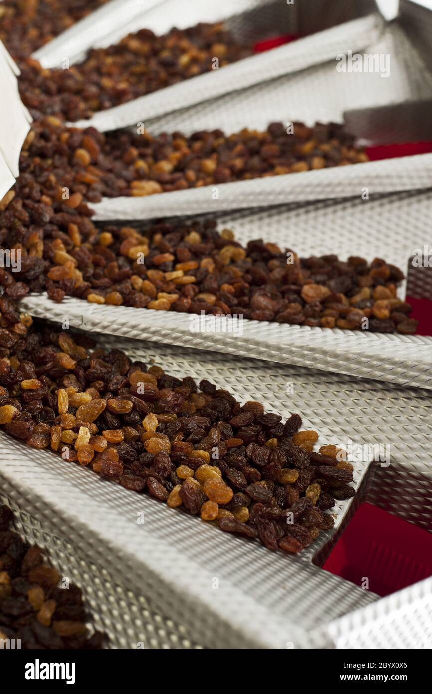 raisins in raisin production factory packaging Stock Photo - Alamy