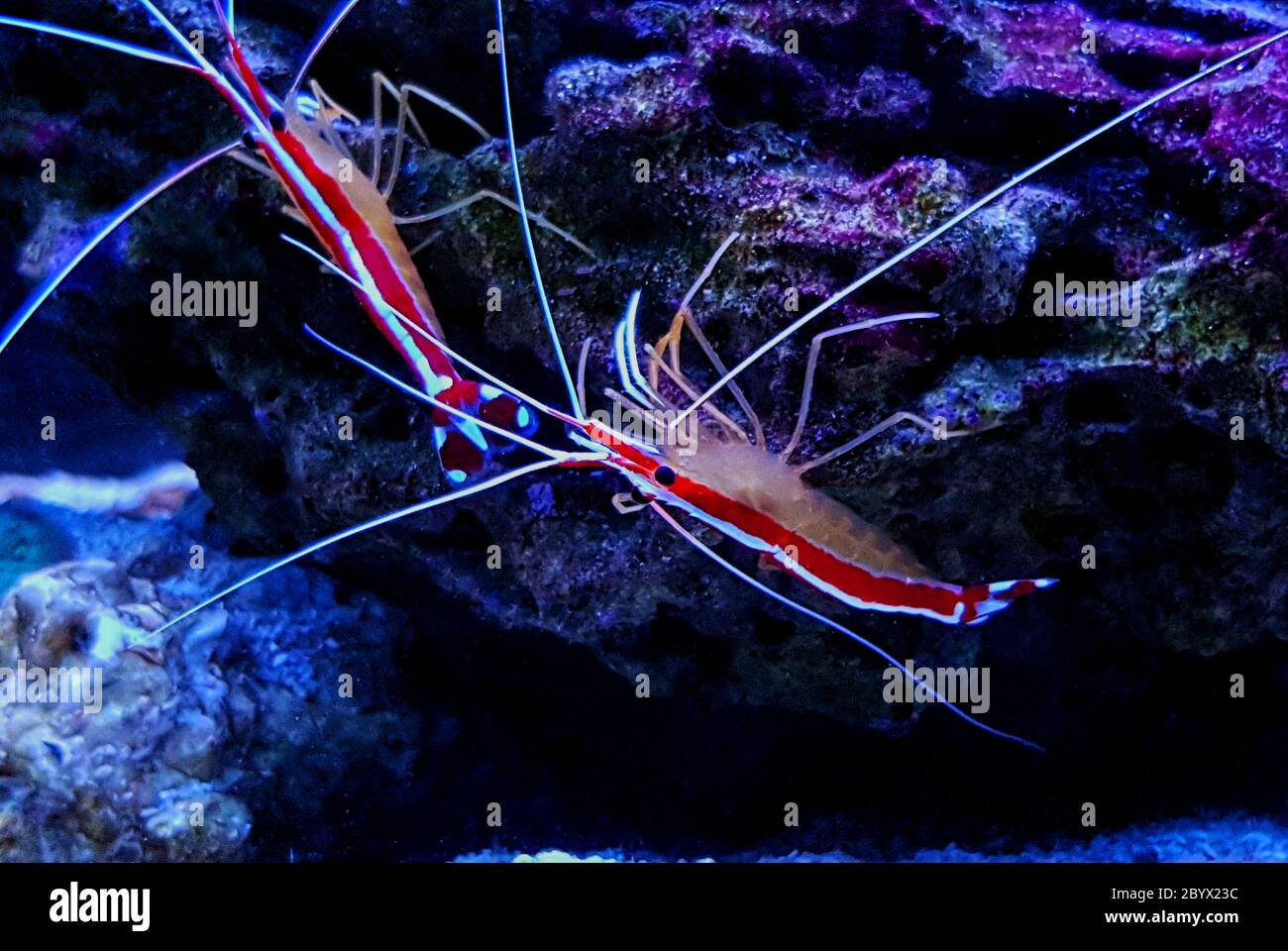 Pacific skunk cleaner saltwater reef shrimp - Lysmata amboinensis Stock Photo