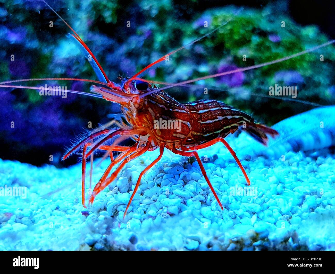 Mediterranean Peppermint Shrimp - Lysmata Seticuidata Stock Photo