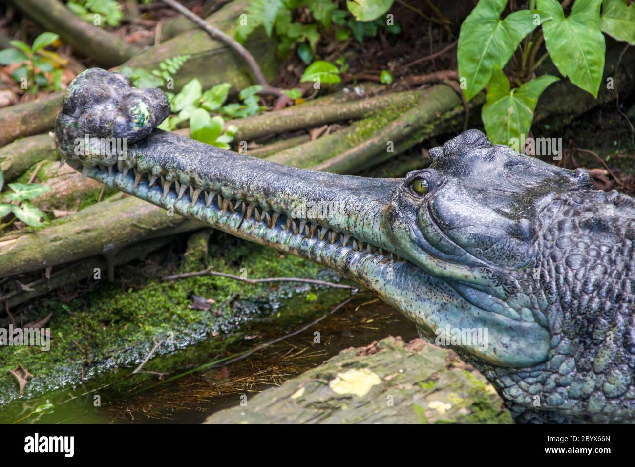 The gharial (Gavialis gangeticus) rests in the pond. It is a crocodilian in the family Gavialidae, native to sandy freshwater river banks in the plain Stock Photo