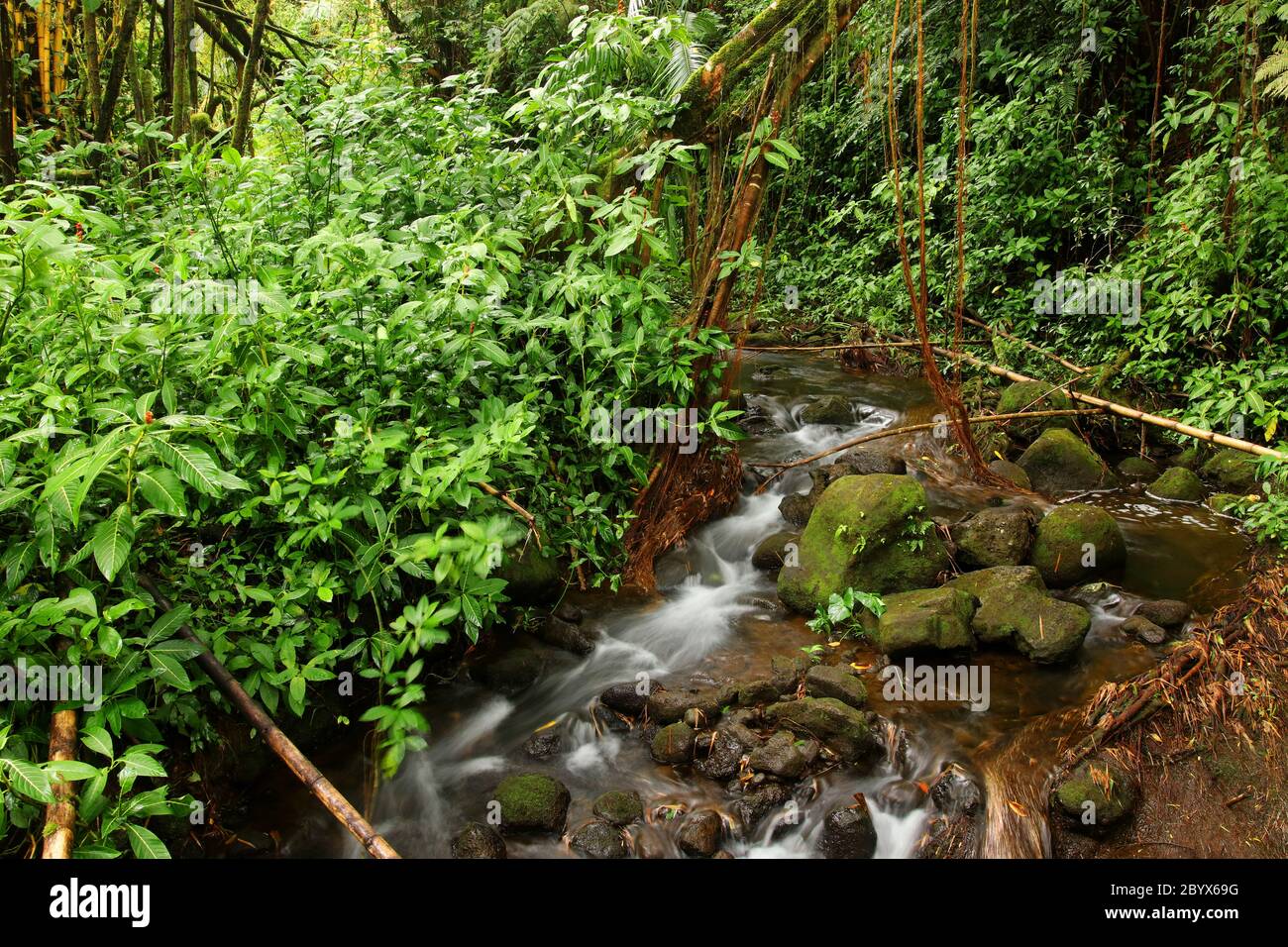 Scenic landscape with water stream inside rainforest. Akaka Falls State Park, Hawaii Big Island, USA. Stock Photo