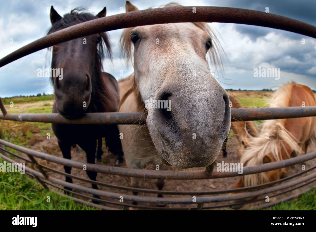 funny pony behind fence close up Stock Photo