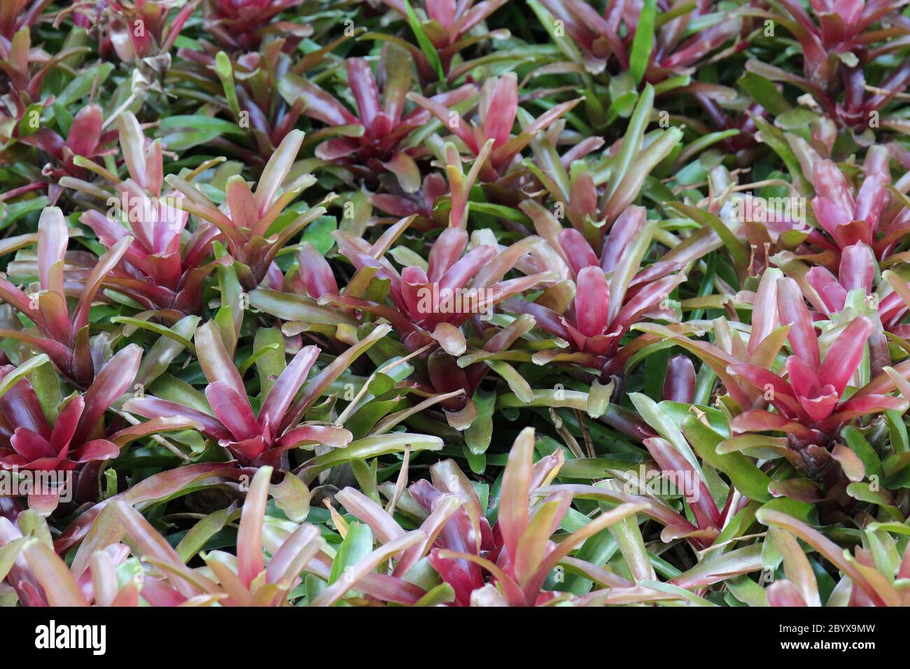 A group of Neoregelia Fireball Bromeliad plants with red and green leaves growing in a garden Stock Photo