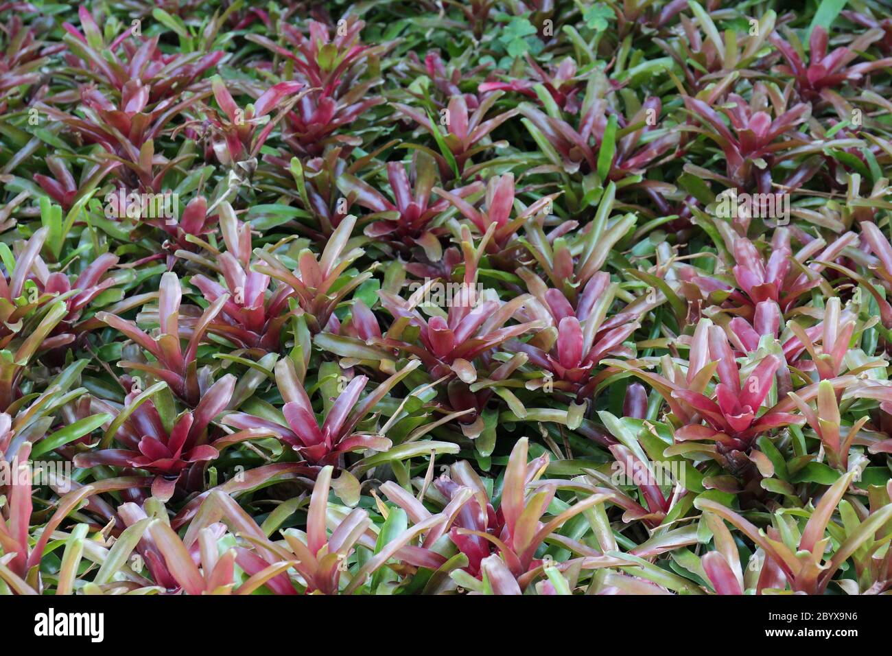 A group of Neoregelia Fireball Bromeliad plants with red and green leaves growing in a garden Stock Photo
