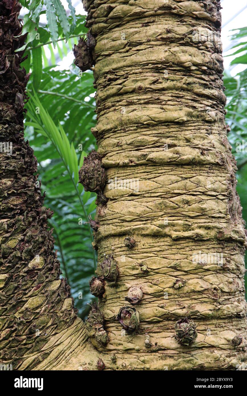 Close up of the textured bark and basal suckers on a Cycas cirinalis, Sago Palm, tree Stock Photo