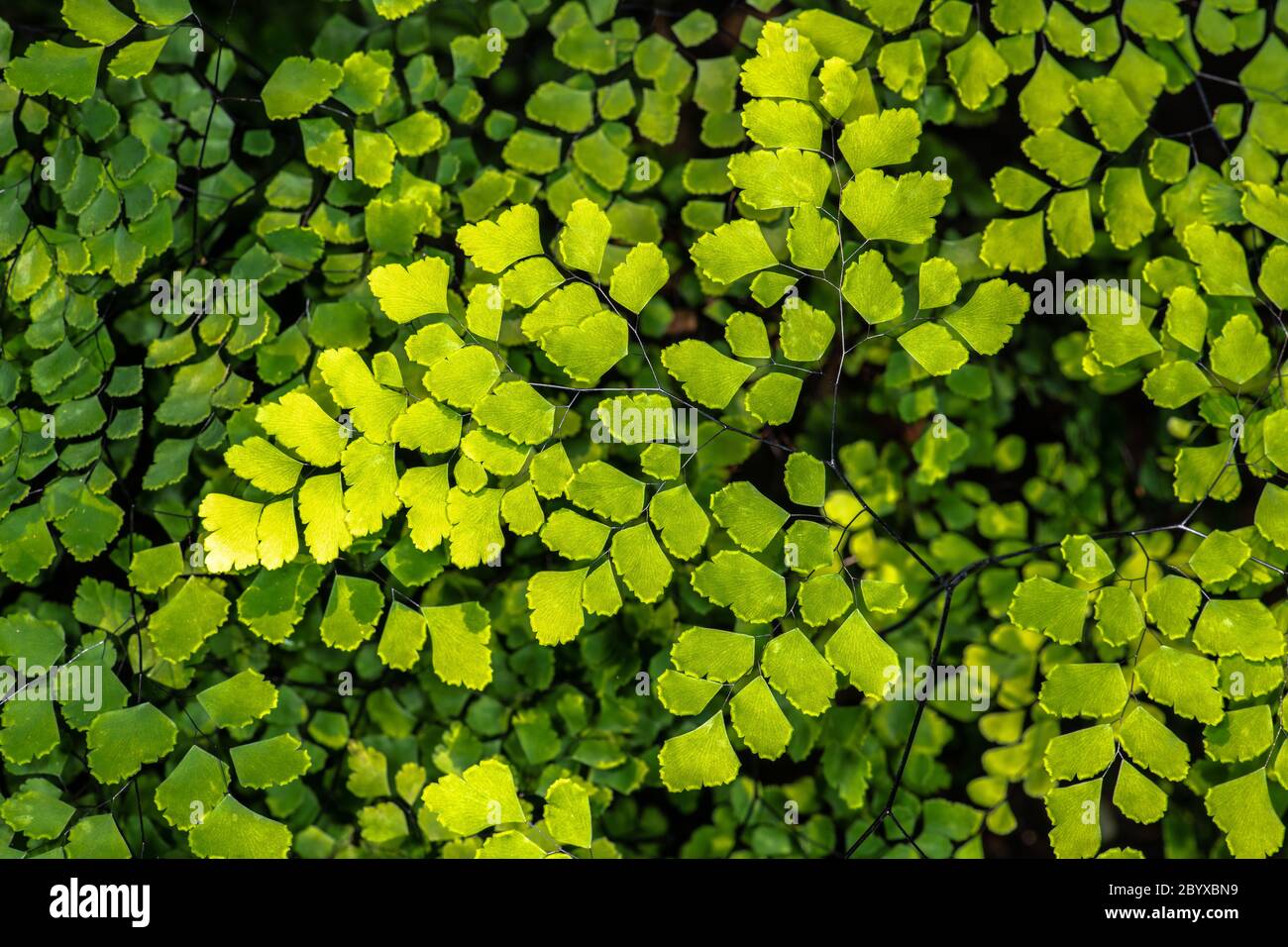 Brittle Maidenhair Fern (Adiantum tenerum) Stock Photo
