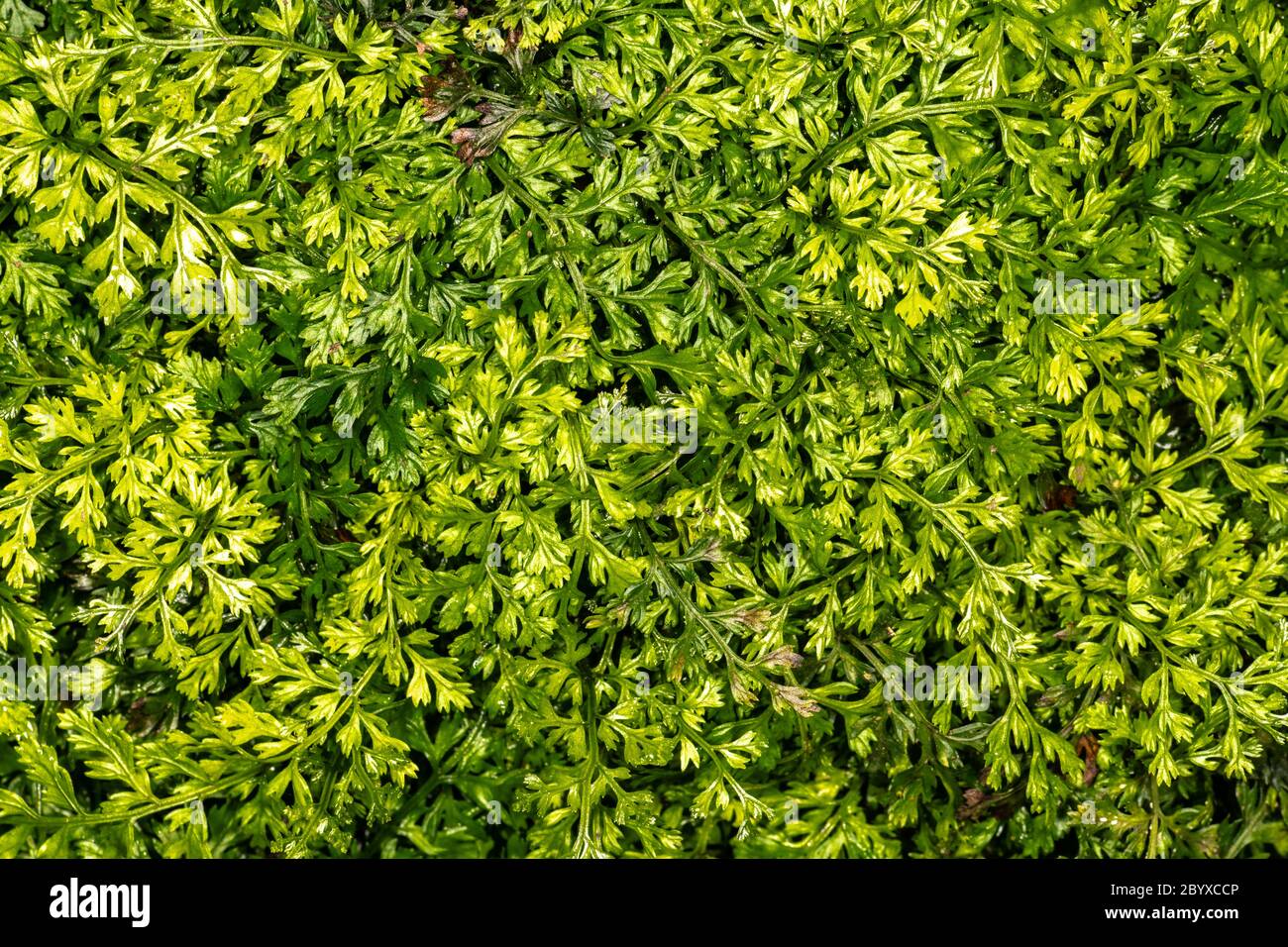 Baby Leaves Fern (Bolbitis difformis) Stock Photo