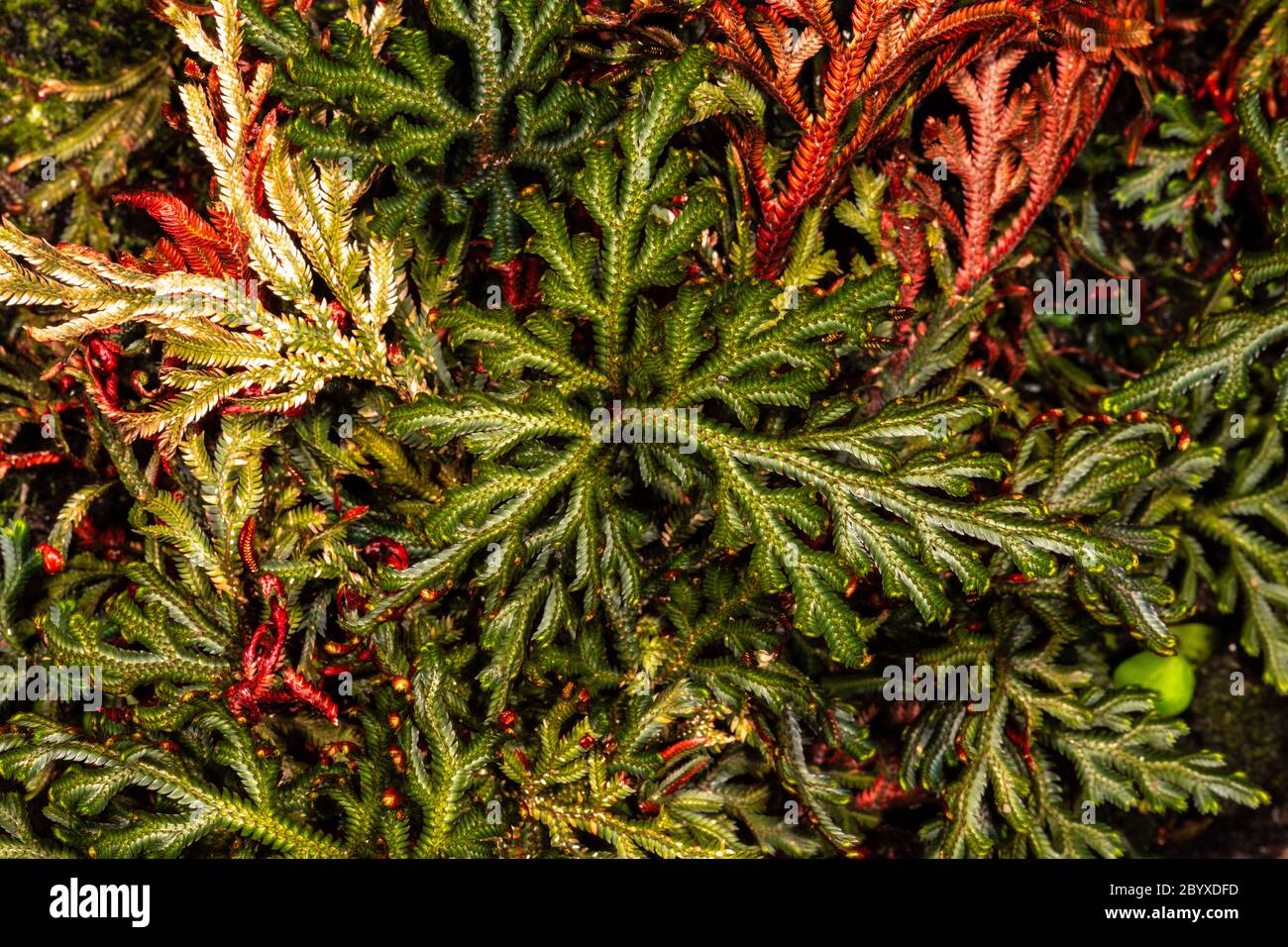 Ruby Red Club Moss (Selaginella erythropus) Stock Photo