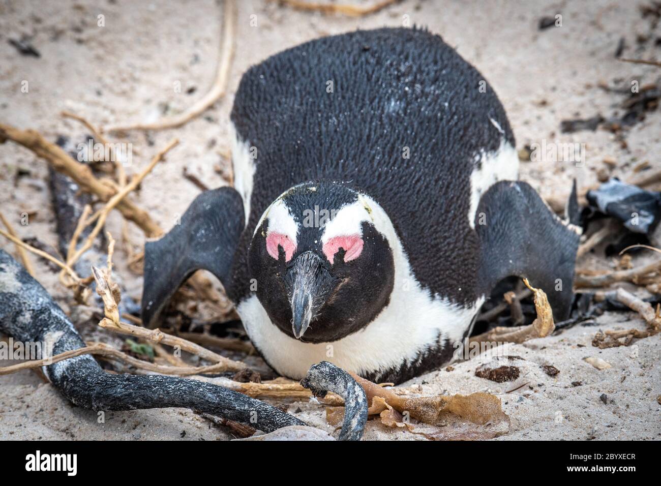 African penguin (Spheniscus demersus), also known as the Cape penguin, and South African penguin ,  Simons Town - Cape Town ,South Africa Stock Photo