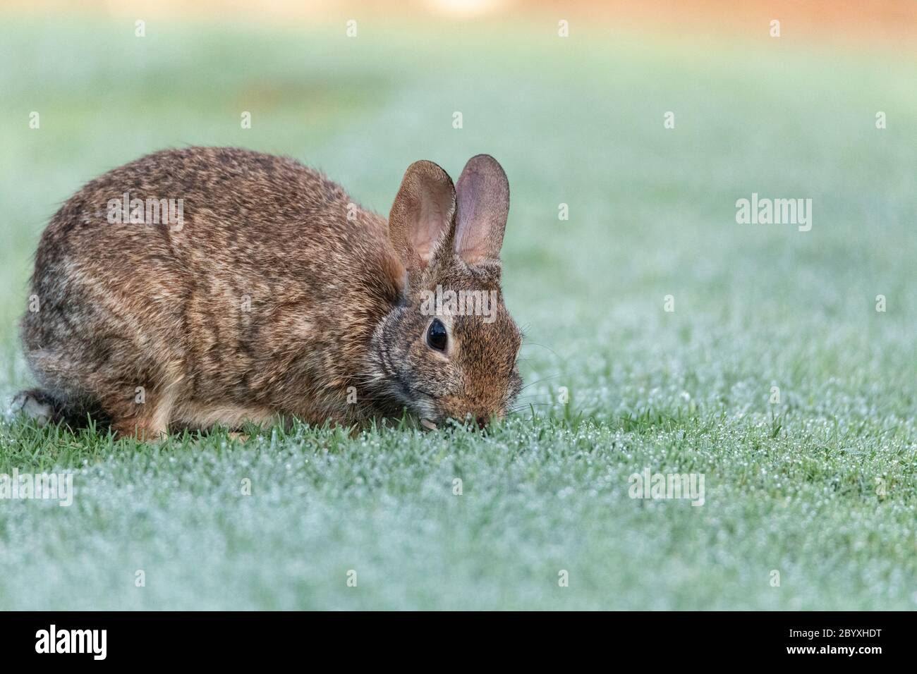 Marsh rabbit Sylvilagus palustris eats green grass in Fort Myers, Florida. Stock Photo