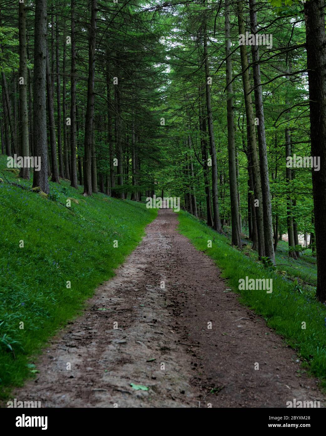 a Woodland walkway in The Peak District National Park Stock Photo